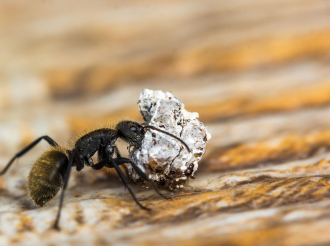 Keď bytovému domu vládnu faraóny